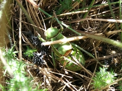 Pycnogaster cucullatus