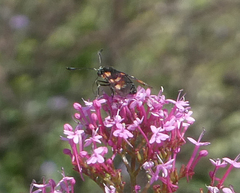 Zygaena viciae