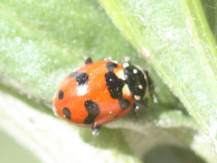Hippodamia caseyi