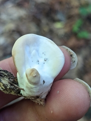 Loweomyces fractipes