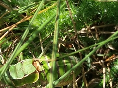 Pycnogaster cucullatus