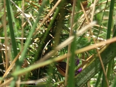 Pycnogaster cucullatus