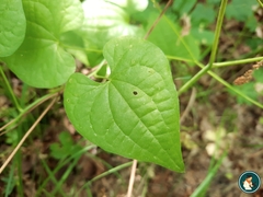 Dioscorea communis