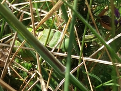 Pycnogaster cucullatus