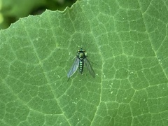 Condylostylus