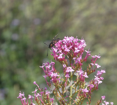 Zygaena viciae