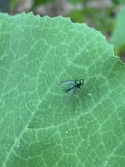 Condylostylus