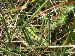 Pycnogaster cucullatus