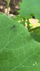Condylostylus