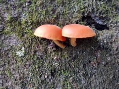 Gymnopilus liquiritiae