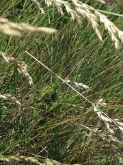 Pycnogaster cucullatus