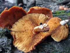 Gymnopilus liquiritiae