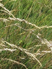 Pycnogaster cucullatus