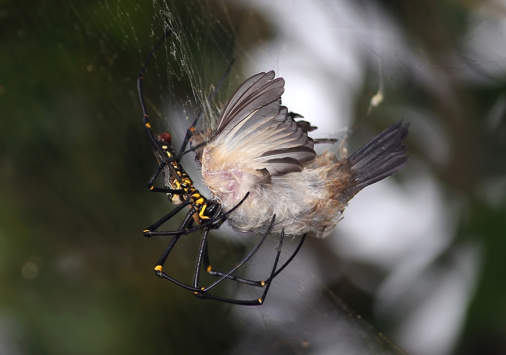 Giant Wood Spiders