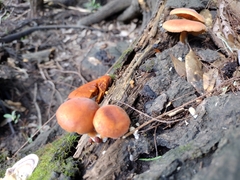 Gymnopilus liquiritiae