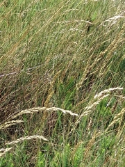 Pycnogaster cucullatus