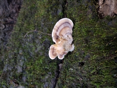 Microporellus obovatus