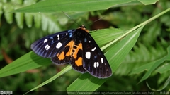 Exsula dentatrix albomaculata