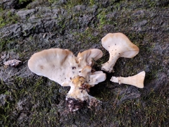 Microporellus obovatus