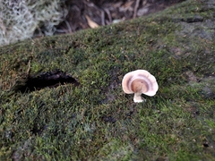 Microporellus obovatus