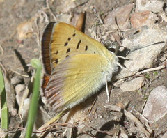 Tharsalea nivalis