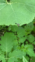 Delphinia picta