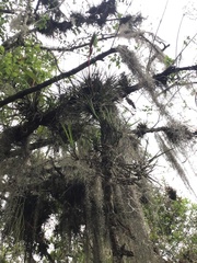 Scaphyglottis fasciculata