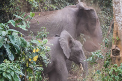 Loxodonta cyclotis