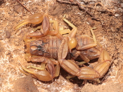 Buthus gabani