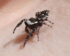 Dendryphantes nigromaculatus