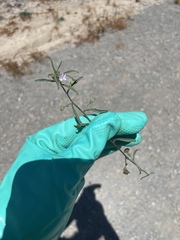 Convolvulus simulans