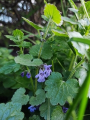 Glechoma hederacea