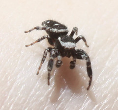 Dendryphantes nigromaculatus