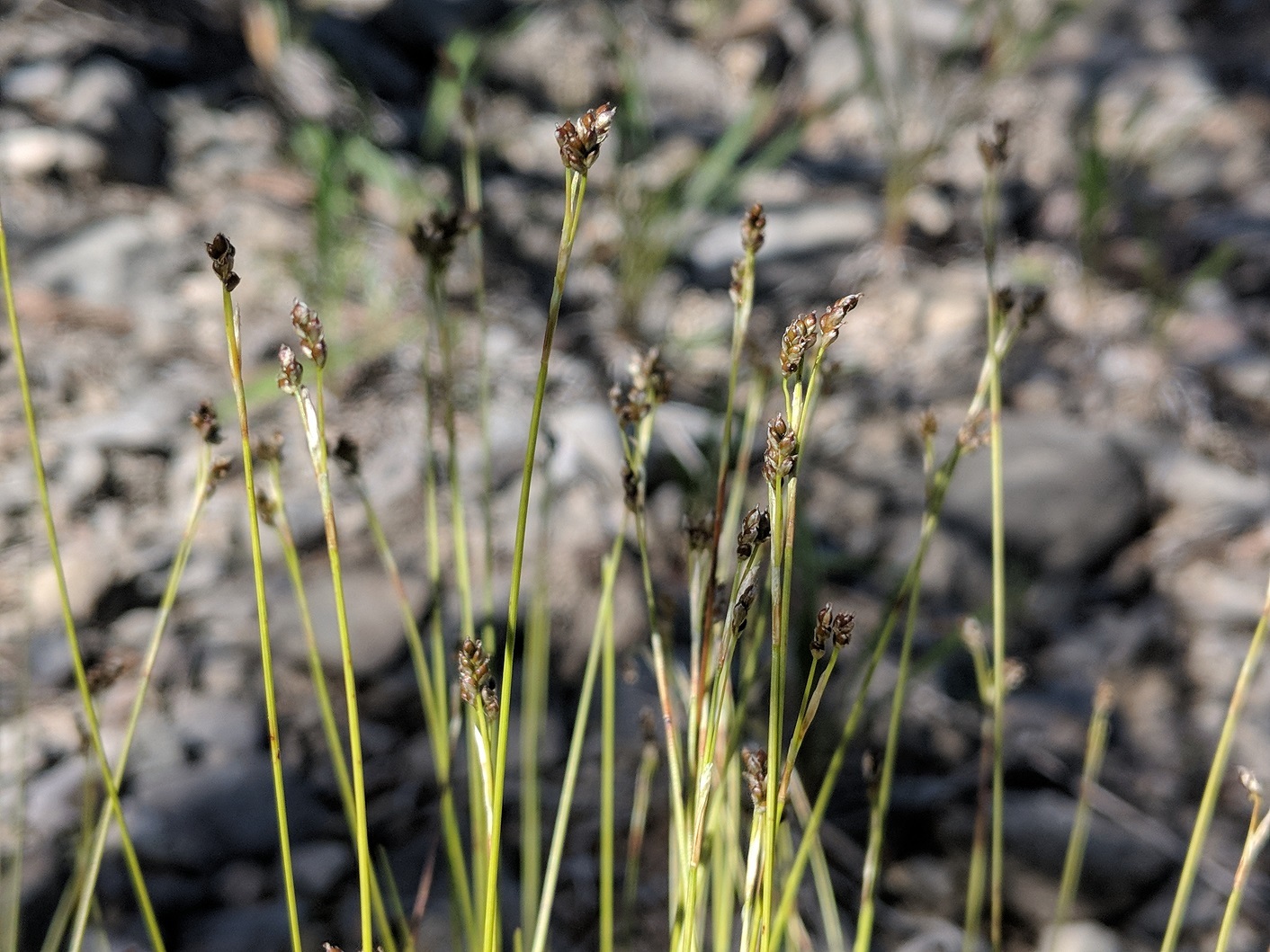 Carex eburnea