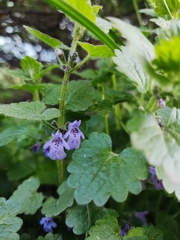 Glechoma hederacea