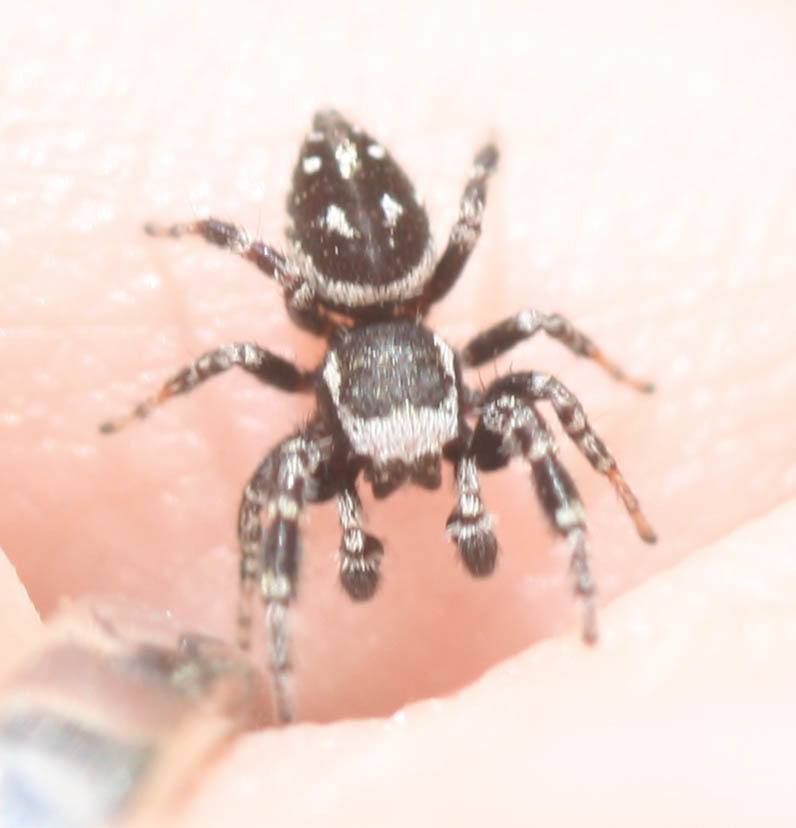 Black-marked Jumping Spider