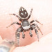 Black-marked Jumping Spider - Photo no rights reserved