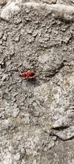 Pyrrhocoris apterus
