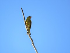 Chloris chloris vanmarli