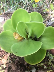 Pistia stratiotes