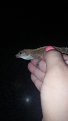 Anolis cristatellus