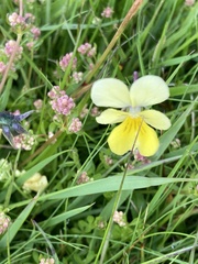 Viola lutea