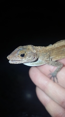 Anolis cristatellus