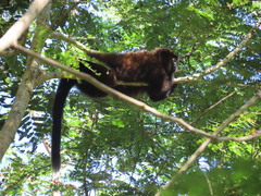 Plecturocebus brunneus