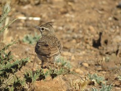 Galerida theklae ruficolor
