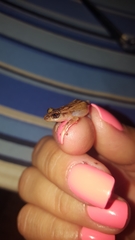 Eleutherodactylus cochranae