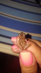 Eleutherodactylus cochranae