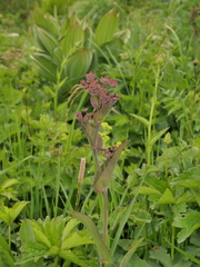 Bupleurum longifolium