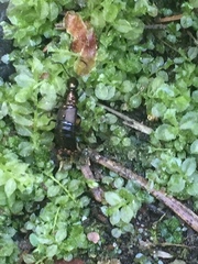Philonthus decorus
