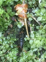 Philonthus decorus